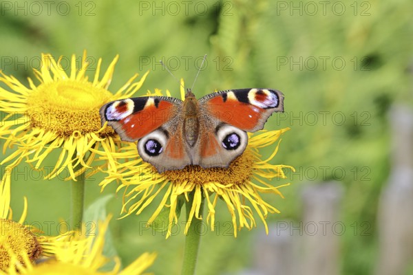 Peacock butterfly (Aglais io), on a yellow flower of a Great Telekie (Telekia speciosa), Wilnsdorf,