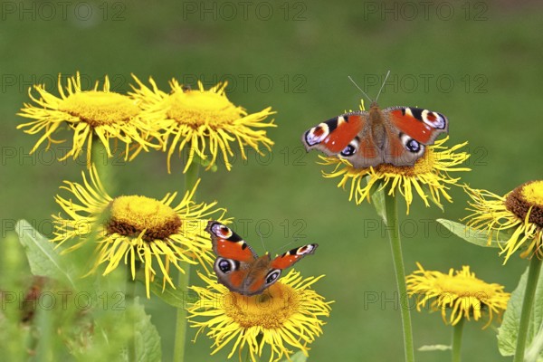 Peacock butterfly (Aglais io), two butterflies on yellow flowers of a Great Telekie (Telekia