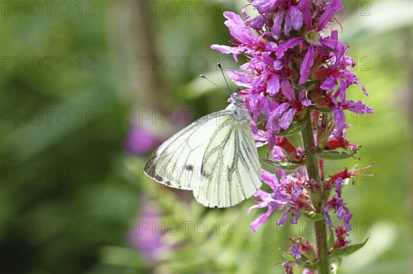A Cabbage butterfly (Pieris brassicae) sucking nectar on the flower of the purple loosestrife