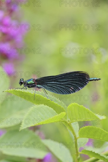 Blue-winged damselfly (Calopteryx virgo), male, on a leaf at a garden pond, close-up, Wilnsdorf,