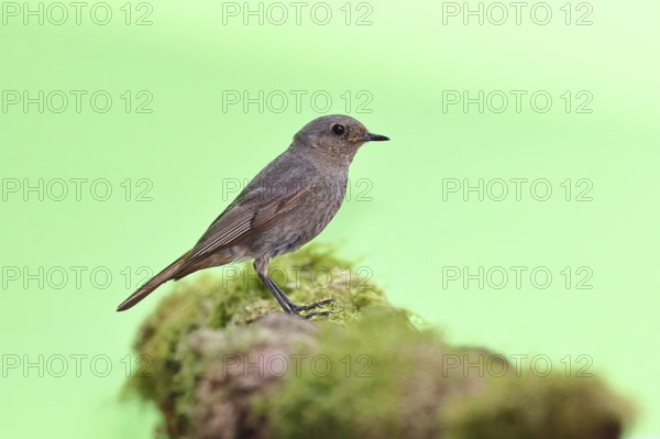 Black redstart (Phoenicurus ochruros), on a moss-covered tree stump in a garden, Wilnsdorf, North