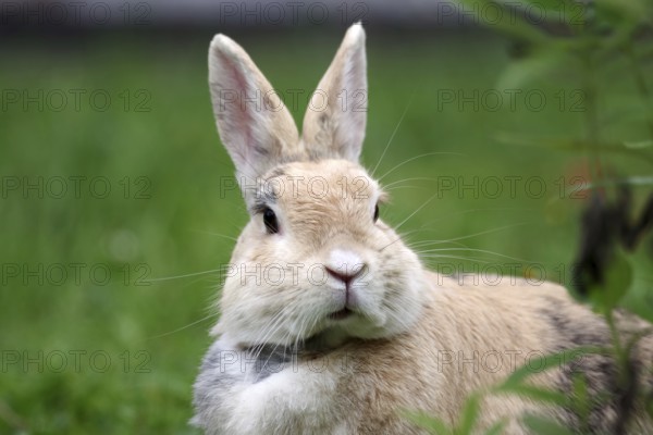 Rabbit (Oryctolagus cuniculus), portrait, grass, cute, Easter bunny, Germany, domestic rabbit with