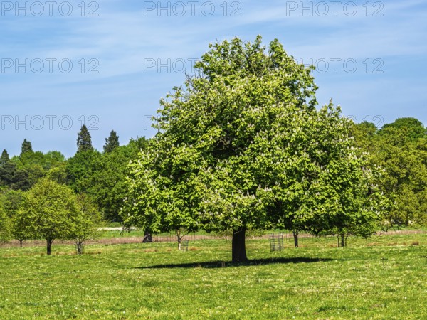 Shugborough Estate, National Trust House and garden, Great Haywood, Staffordshire, England, United
