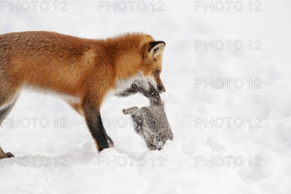 Red fox (vulpes vulpes), Fox hunting eastern gray squirrel (sciurus carolinensis) in winter.