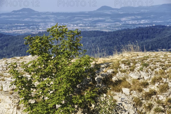 View of the natural landscape from the Breitenstein rock plateau, Bissingen an der Teck,