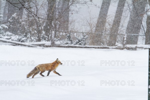 Red fox (vulpes vulpes), Fox walking on a snow-covered park, large view, Province of Quebec,