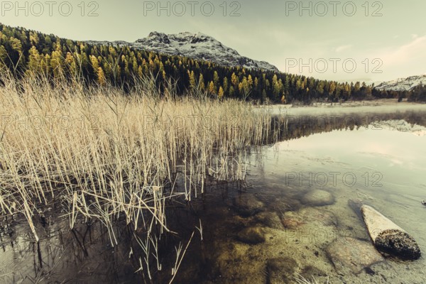Lake Staz near Sankt Moritz in the Engadin in Switzerland. Morning atmosphere with fog in autumn.