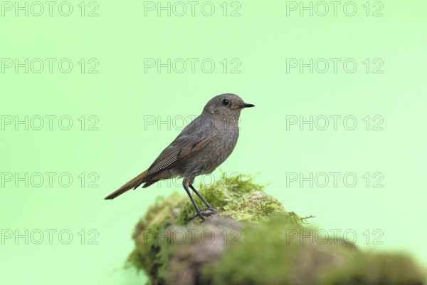 Black redstart (Phoenicurus ochruros), on a moss-covered tree stump in a garden, Wilnsdorf, North