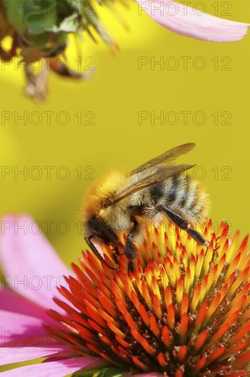 Field bumblebee (Bombus pascuorum), collecting nectar on a purple coneflower (Echinacea purpurea),