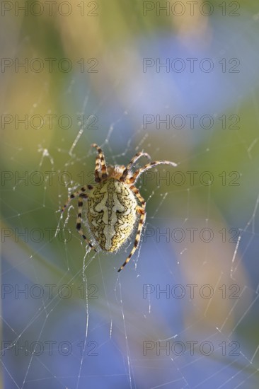 Aculepeira ceropegia, (Araneus ceropegia), macro photograph, spider, arachnid, Wilnsdorf, North