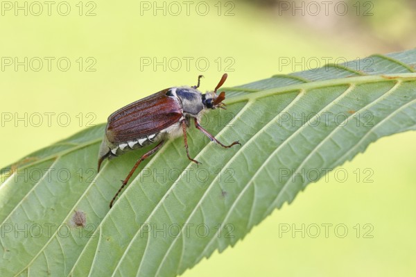 May beetle, wood cockchafer (Melolontha hippocastani), male, on leaf of a horse chestnut (Aesculus