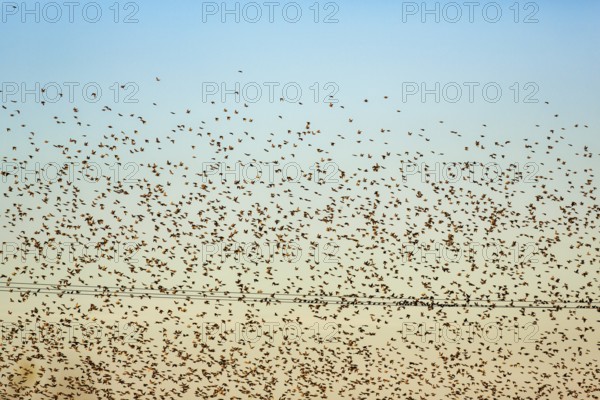 A flock of soaring starlings (Sturnus vulgaris) in the evening sky, full-frame, Camargue Regional