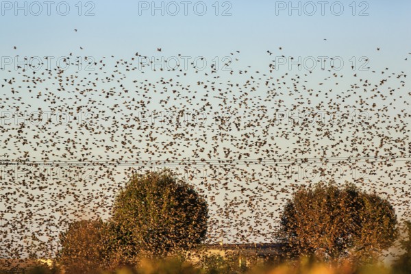 A flock of starlings (Sturnus vulgaris) landing in a field, Camargue Regional nature park Park,