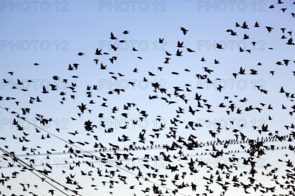 A flock of soaring starlings (Sturnus vulgaris), full-size, Camargue Regional nature park Park,