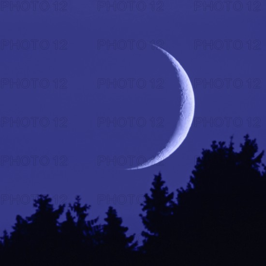 Crescent moon... Moon in the dark night sky, narrow, waxing moon in crescent shape above fir tops,