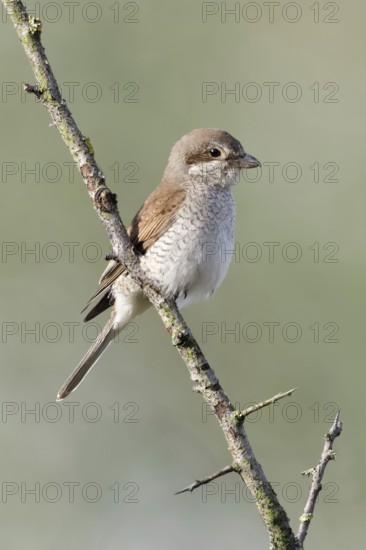 Red-backed shrike (Lanius collurio), adult female, sitting calmly and relaxed on a thorny branch in