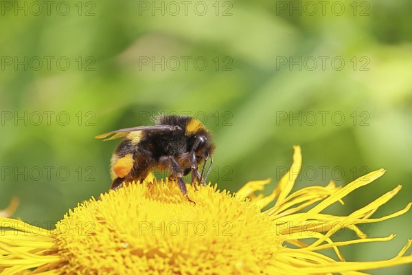 Earth bumblebee (Bombus terrestris), with pollen cup, collecting pollen on a yellow flower of a