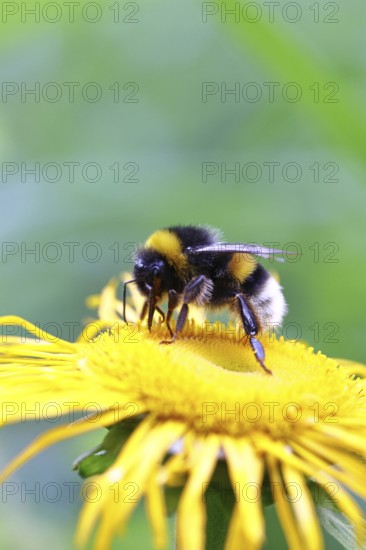 Earth bumblebee (Bombus terrestris), collecting pollen on a yellow flower of a Great Telekie