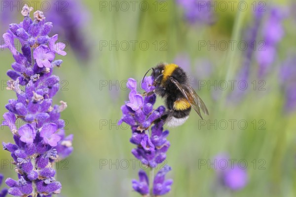 Ground bumblebee (Bombus terrestris), on a lavender flower (Lavandula angustifolia), macro