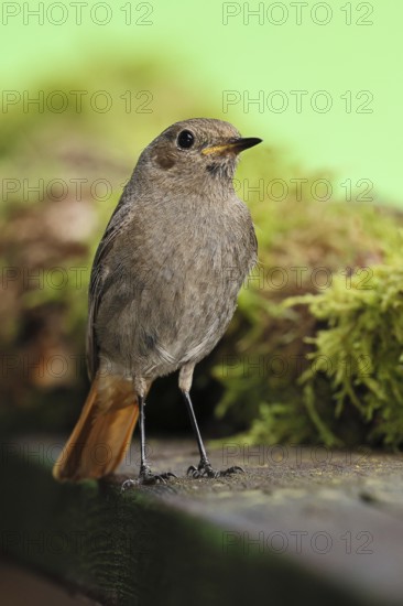 Black redstart (Phoenicurus ochruros), foraging in a garden, Wilnsdorf, North Rhine-Westphalia,