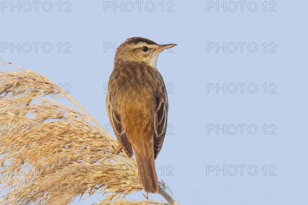 Reed Warbler (Acrocephalus schoenobaenus) sitting on a reed, wildlife, migratory bird, nature