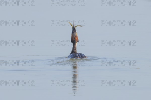 Great Crested Grebe (Podiceps Scalloped ribbonfish) adult bird swallows preyed pond frog