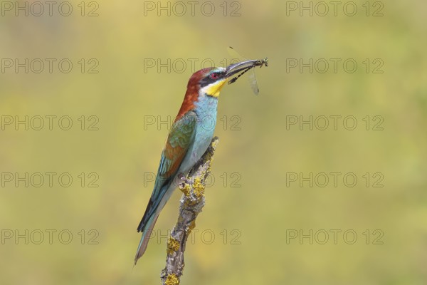 Bee-eater (Merops apiaster) sitting on a branch, with caught Onychogomphus forcipatus