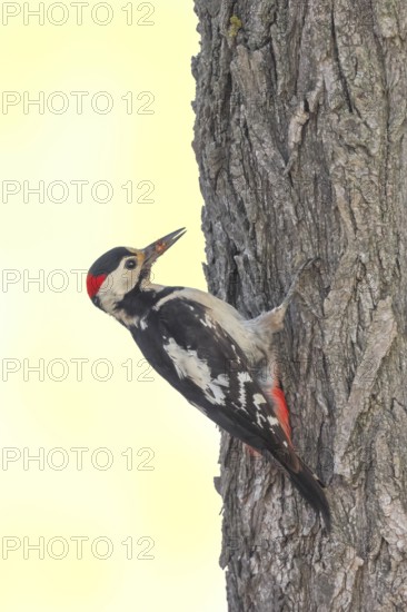 Blood woodpecker (Dendrocopos syriacus) male, looking for food on a tree trunk, wildlife, animals,