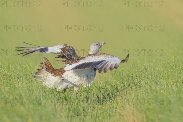 Great Bustard (Otis tarda), stretching its wings in a meadow, steppe bird, extremely rare bird