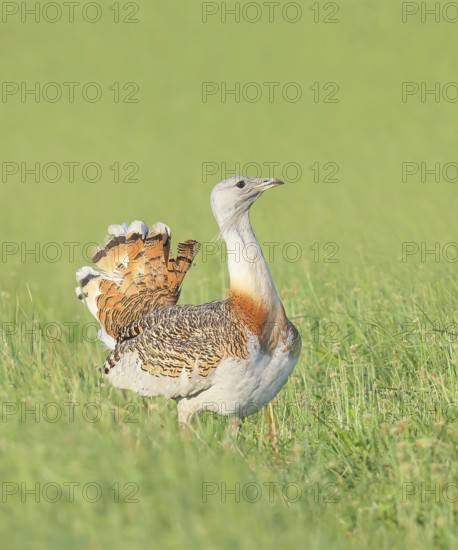 Great Bustard (Otis tarda), standing in a meadow, steppe bird, extremely rare bird species,
