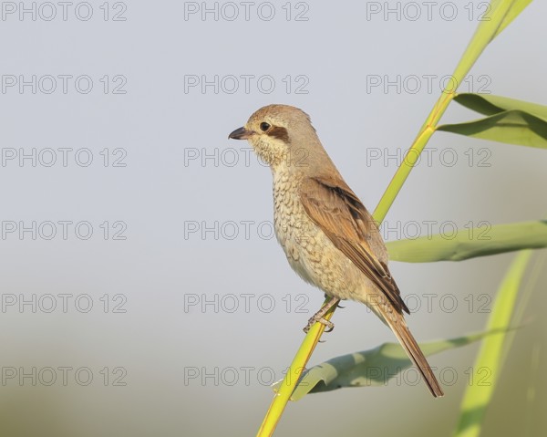 Red-backed shrike (Lanius collurio), female sitting on a reed stalk, looking for prey, wildlife,