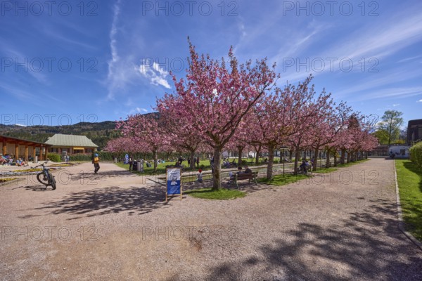 Spa garden Berchtesgaden, park, paths, blossoming trees, Japanese flowering cherry (Prunus
