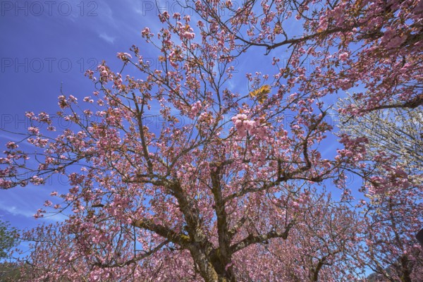 Blossoming trees, Japanese flowering cherry (Prunus serrulata), frog perspective, blue sky,