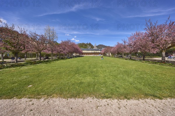 Spa garden Berchtesgaden, park, lawn, paths, flowering trees, Japanese flowering cherry (Prunus