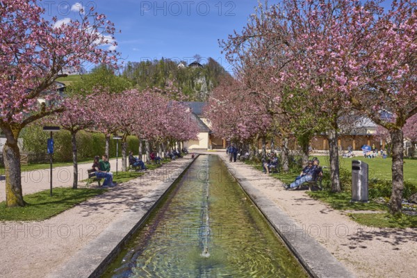 Berchtesgaden spa gardens, fountain, park, blossoming trees, Japanese flowering cherry (Prunus