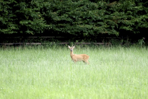 Roe deer (Capreolus capreolus), male, unicorn, meadow, North Rhine-Westphalia, Germany, A roebuck