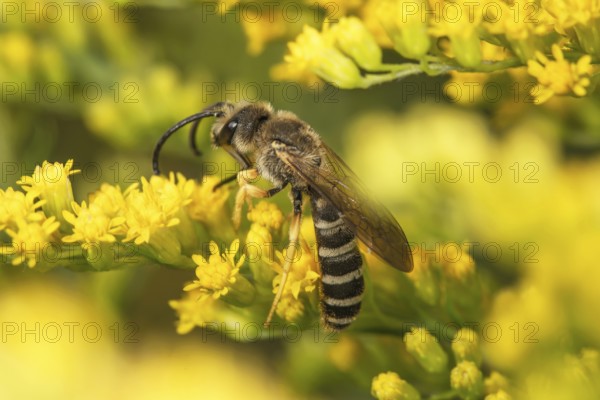 A yellow-banded furrow bee (Halictus scabiosae) sits on yellow flowers of Solidago canadensis