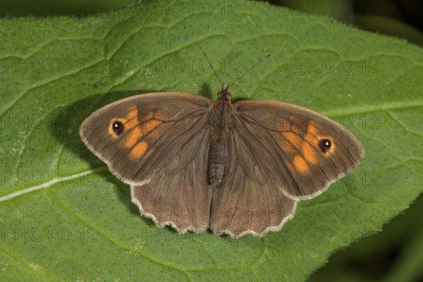 A female ox-eye (Maniola jurtina) with orange-coloured dots sunbathing on a leaf,