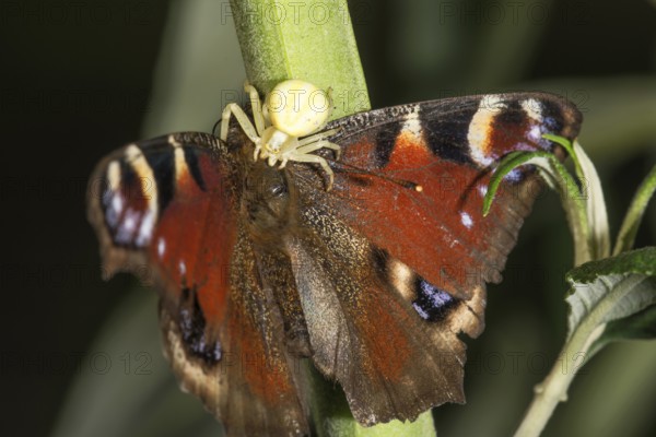 A peacock butterfly (Inachis io) is attacked by a Goldenrod crab spider (Misumena vatia) on a stem