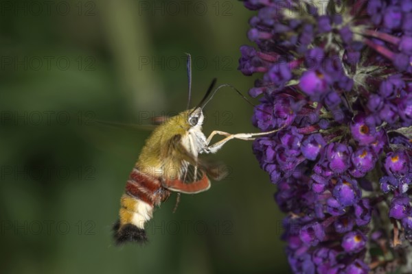 A bumblebee hawkmoth (Hemaris fuciformis) sucking nectar from a flower of the butterfly bush,
