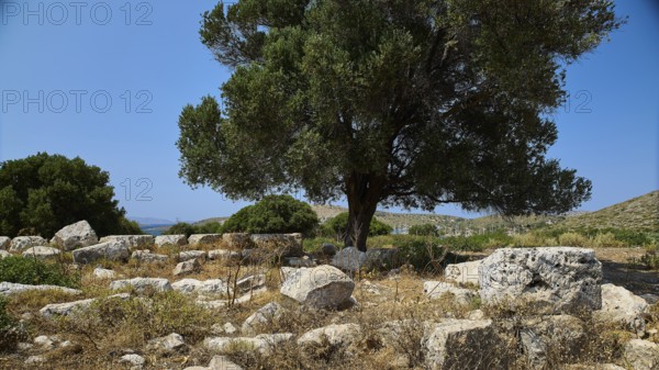 Ancient tree and scattered ruins in a natural landscape under a bright blue sky, Artemis Temple,