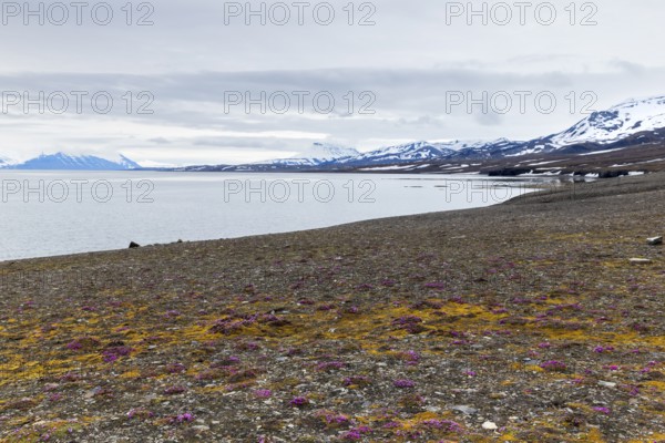 Red saxifrage (Saxifraga oppositifolia) on a gravel beach, Saxifragaceae, mountain range, snow,