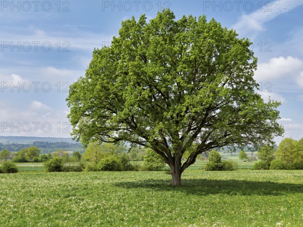 English oak (Quercus robur), leaf budding in front of a blue cloudy sky, Freiamt, Canton Aargau,