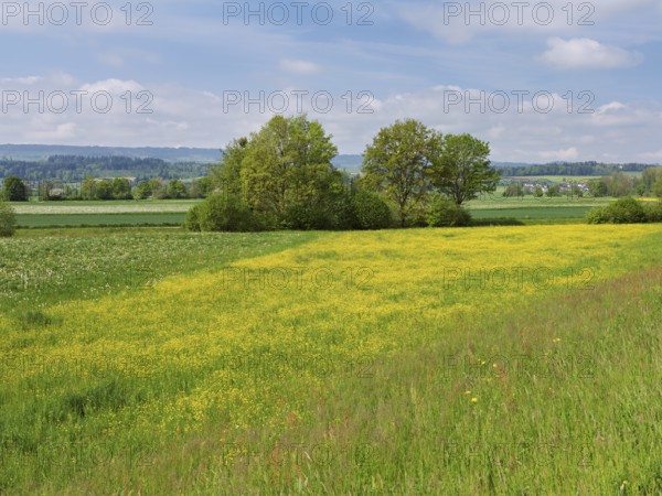 Field of flowering buttercup (Ranunculus), Freiamt, Canton Aargau, Switzerland