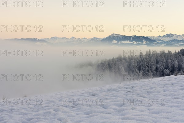 Freshly snow-covered forest in the fog, behind the Alps with Rigi, Horben, Freiamt, Canton Aargau,