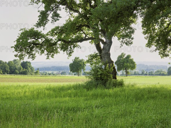 English oak (Quercus robur), standing in meadow, Siebeneichen nature reserve, Freiamt, Canton