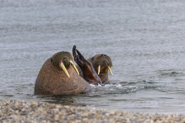 Two walruses (Rosmarus arcticus) in the water, Mammals (Mammalia), Eolusneset, Spitsbergen,