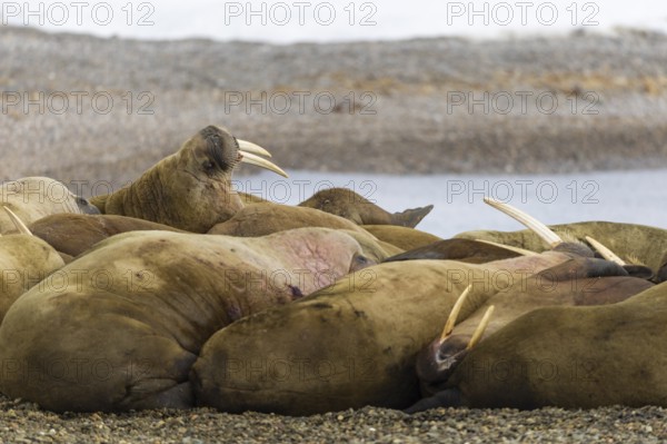 Group of walruses (Rosmarus arcticus) on the beach, Mammals (Mammalia), Eolusneset, Spitsbergen,