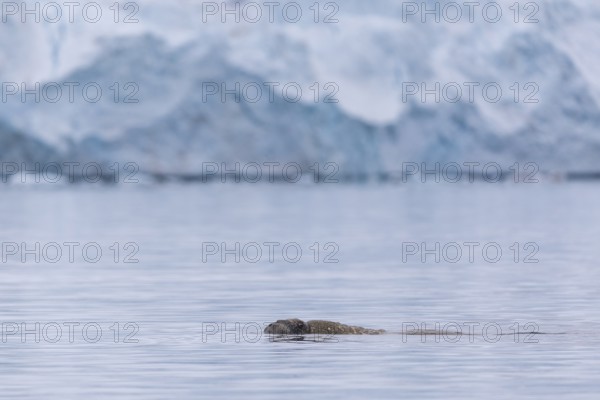 Walrus (Rosmarus arcticus) swimming in the water in front of a glacier tongue, Mammals (Mammalia),