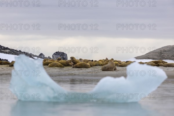 Group of walruses (Rosmarus arcticus) lying on the beach, drift ice, Mammals (Mammalia),